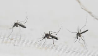 Dengue patients have higher risk of long-term complications than COVID-19 patients: NTU study