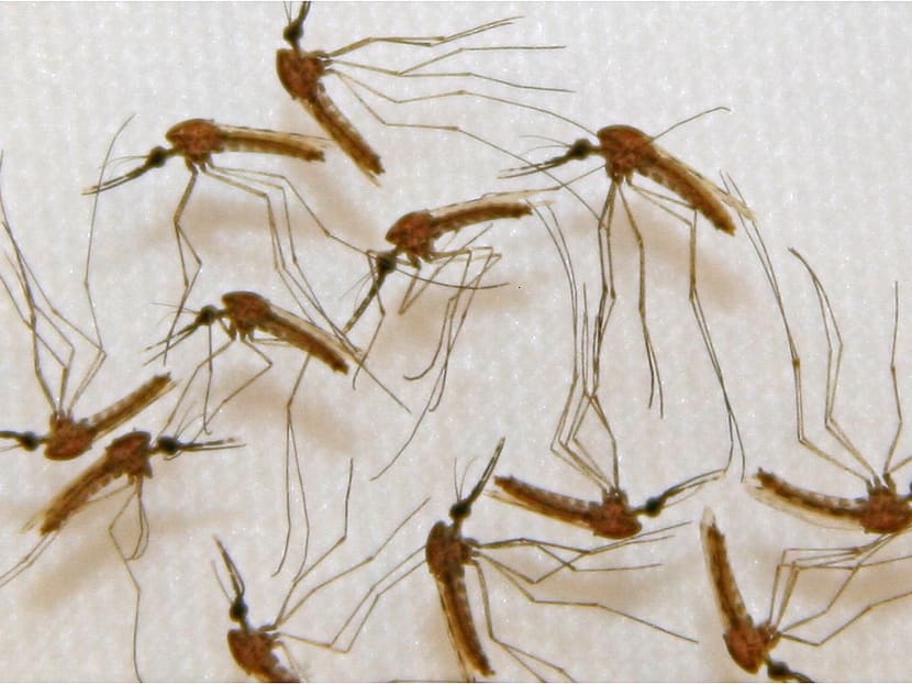 Malaria infected mosquitoes ready for dissection in a lab. A new, drug-resistant strain of malaria, impervious to current drugs threatens to up-end years of worldwide eradication efforts — straining health care systems and raising the prospect that the death toll could increase again. Photo: AFP