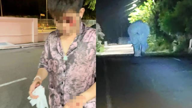 柔佛男子出门倒垃圾 遭发狂大象紧追险遭踩踏