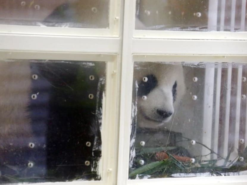 Nuan Nuan will be sent to the Dujiangyan Panda Base in Sichuan. Photo: NST