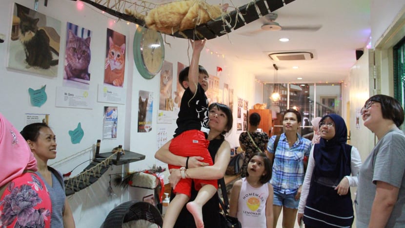 Pet paradise, yay or nay? Pet cafe owners say it’s a dog-eat-dog world