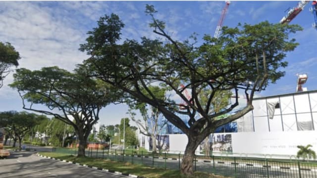 违例施工伤及杨厝港28棵树 建筑公司遭罚款