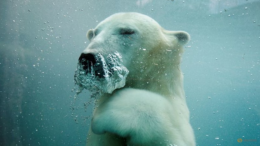US to create genomic and cellular 'BioVault' for endangered species