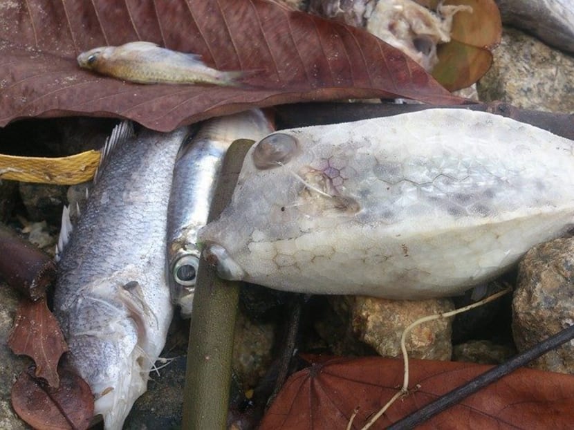 Piles of dead fish at Pasir Ris beach