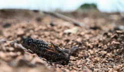 Thailand’s mega maize farms: The cost of feeding the world’s appetite for meat | Video