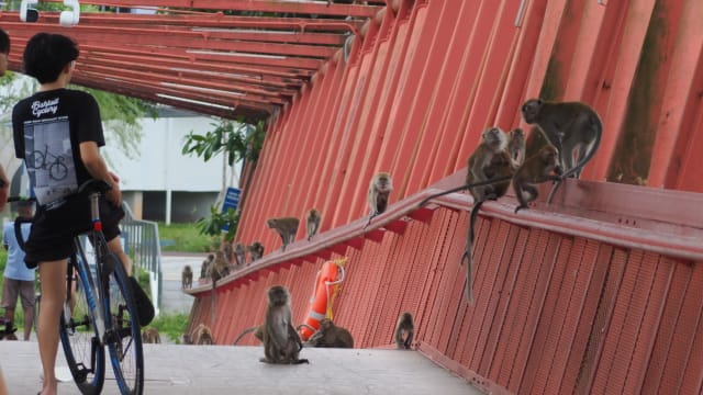 榜鹅上百只猴子集体过桥 民众纷纷围观拍照 