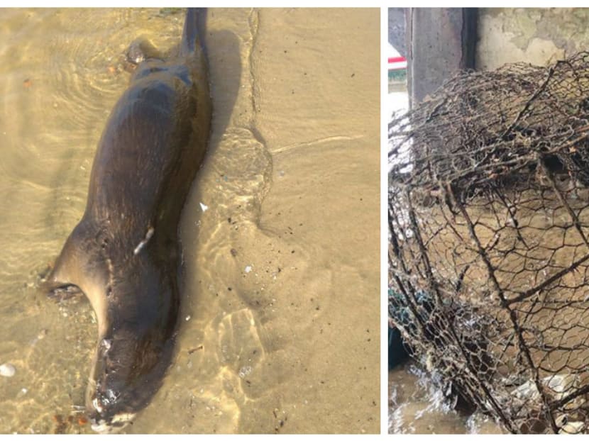 Two otters were found dead at Changi Beach. One of the otters was found along the beach (left), while the other was found in a metal trap used to catch crabs and fish near the Changi Sailing Club. Two otters were found dead at Changi Beach. One of the otters was found along the beach (left), while the other was found in a metal trap used to catch crabs and fish near the Changi Sailing Club.