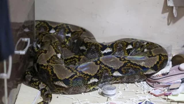 6米巨蟒突袭 马国十岁童遭咬腿缠颈险丧命