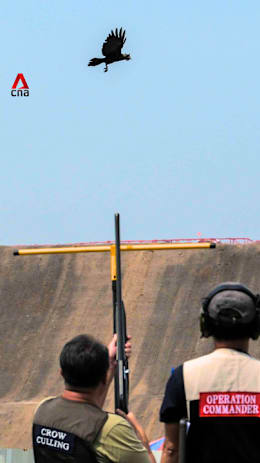 Singapore resumes shooting crows after 6-year hiatus