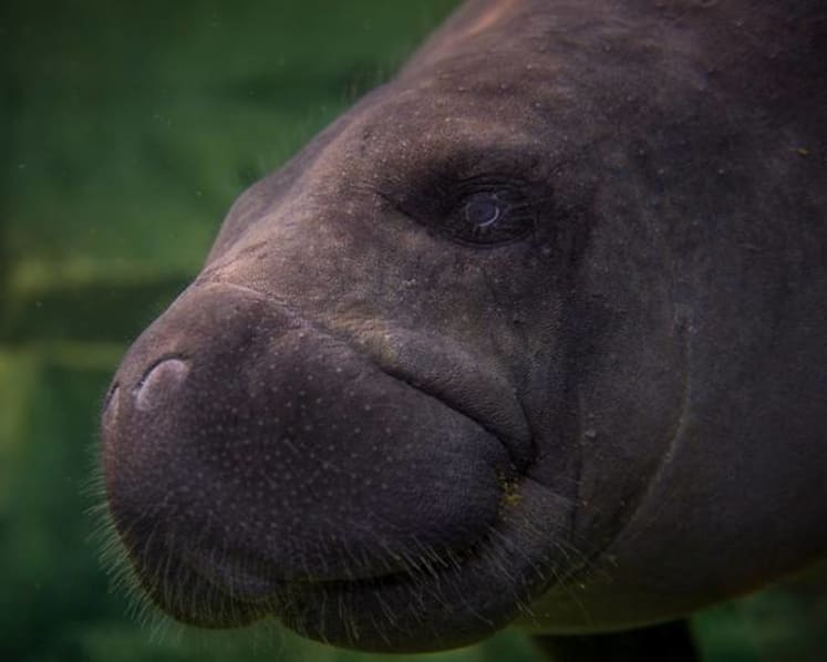 Manatee found with 'Trump' carved on its back prompts investigation