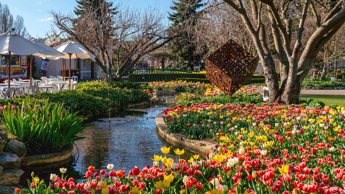 Snow, sea and springtime blooms in Sydney and New 