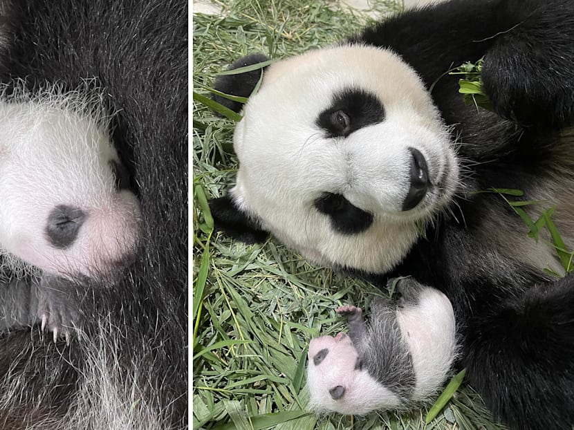 It&rsquo;s A Boy! Public Can Now Help Name Jia Jia&rsquo;s Panda Cub &mdash; Send In Your Submissions By Sep 19