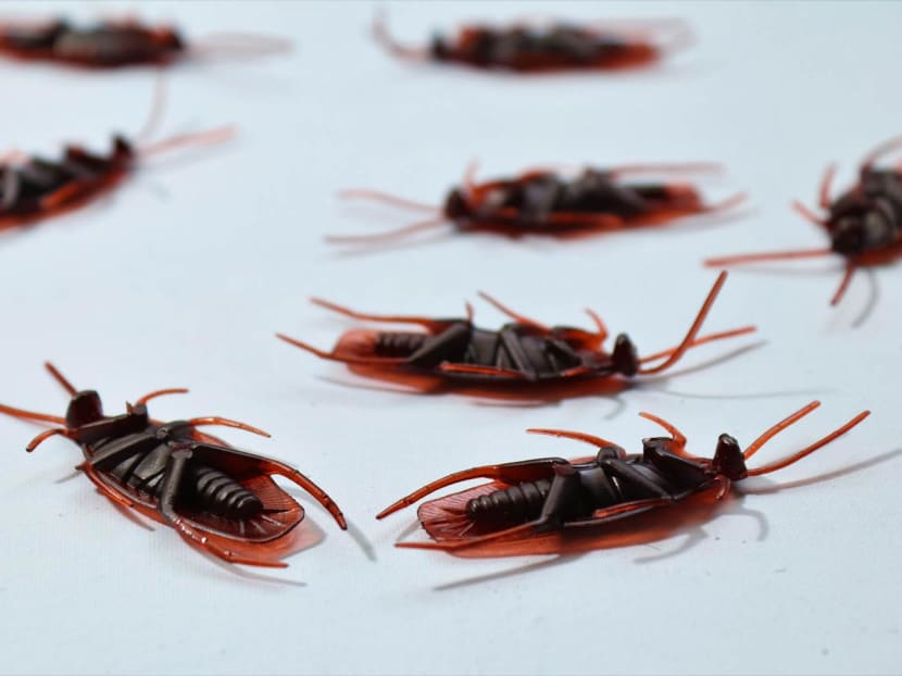 Name A Cockroach After Your Ex & See It Get Fed To Animals In A Zoo For Valentine’s Day