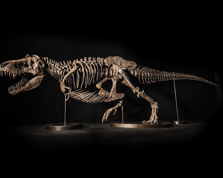 T. rex skeleton to go on display in Singapore ahead of Hong Kong auction