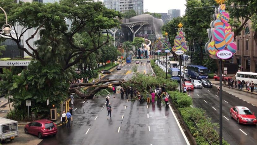 Pokok tumbang, hempap kereta di Scotts Road depan Hotel Grand Hyatt
