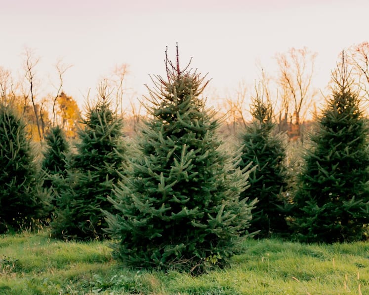 Where do real Christmas trees in Singapore come from? What happens to them after Christmas?