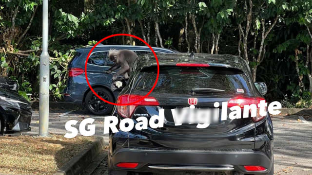 车主后视镜遭野猴扒开 网民：猴子路霸？