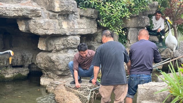 ‘Doubao, come home’: Chinese netizens react with amusement, concern over Jiangsu zoo’s runaway capybara