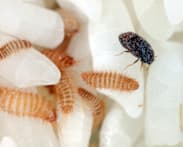 Beetle that threatens Australia's grains industry found in imported nappies