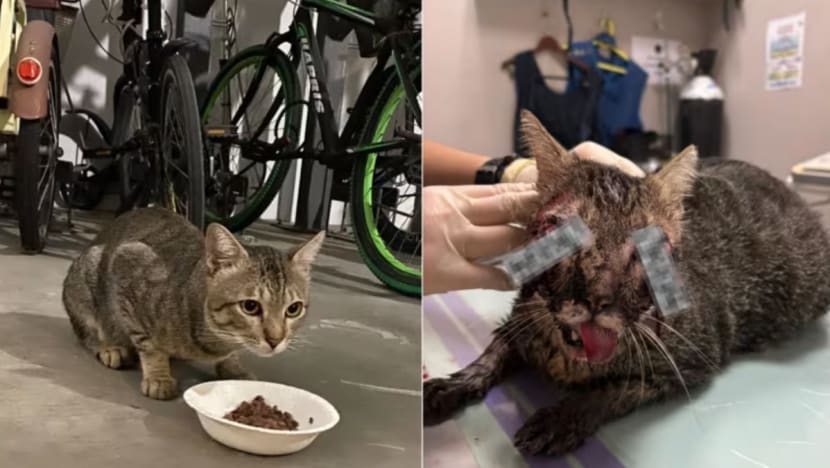 Kematian kucing di Punggol: Tiada bukti kekejaman, kecederaan mungkin akibat kemalangan, kata NParks