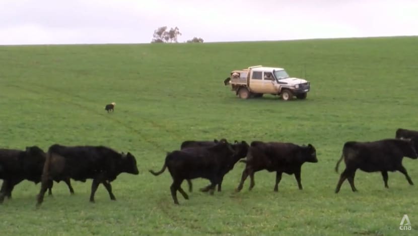 New EU deforestation law has wider impact on countries beyond region, including livelihoods of Australia’s farmers