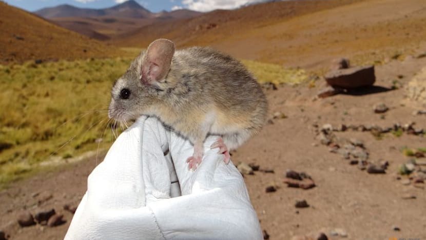 Andean leaf-eared mouse adapts to an unrivalled high life