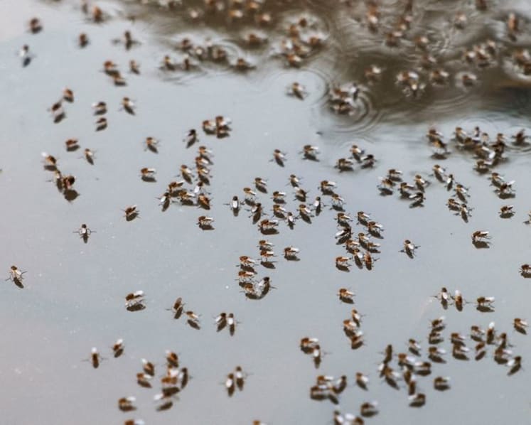Bangladesh warns of dengue surge as weather aids spread