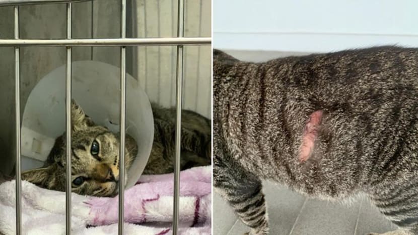 Isu kekejaman haiwan: NParks semak semula hukuman; gesaan AP, kumpulan kebajikan makin lantang