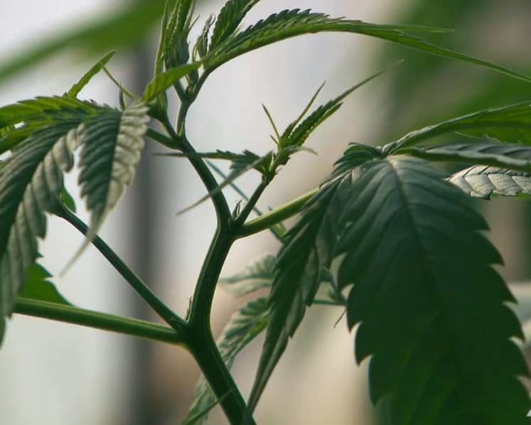 Promising or harmful? A debate ensues after Thailand legalises medical cannabis