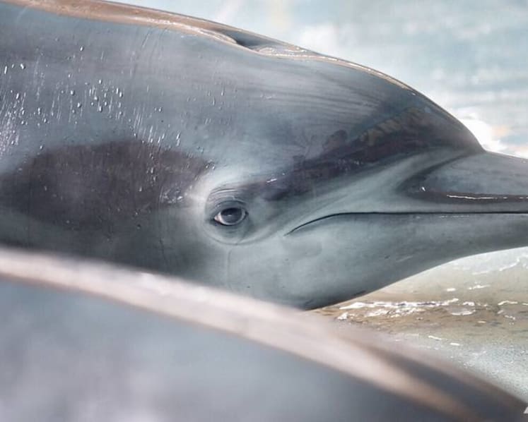 Indonesian travelling shows where dolphins perform in the name of education