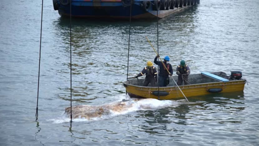 Bangkai ikan paus ditemui di perairan SG; kajian sedang dijalankan