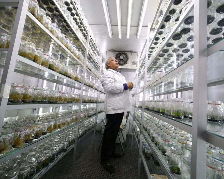 Chile-led team maps Antarctic plant genome in a step towards climate-resilient crops