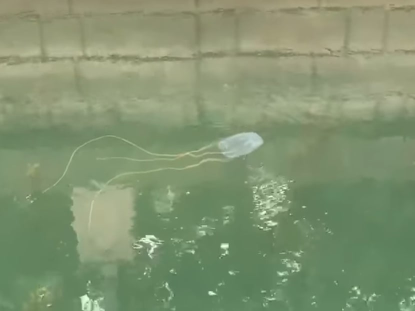 On July 3, a box jellyfish more than 1m in length was seen around One Degree 15 Marina Sentosa Cove. Marine Stewards said that the organisation alerted authorities after this sighting and advised swimmers to avoid the Sentosa area for two weeks.