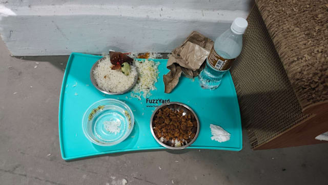 淡滨尼社区猫喂食处疑被恶搞 倒入椰浆饭参巴辣椒