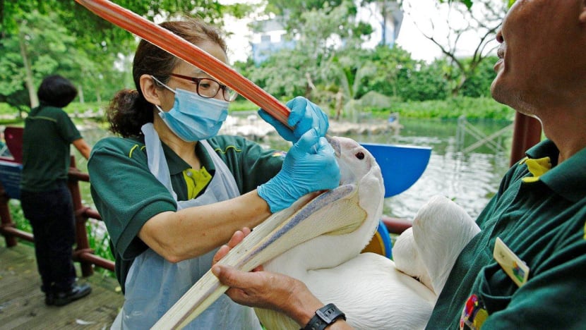 34 pelicans given clean bill of health at Jurong Bird Park
