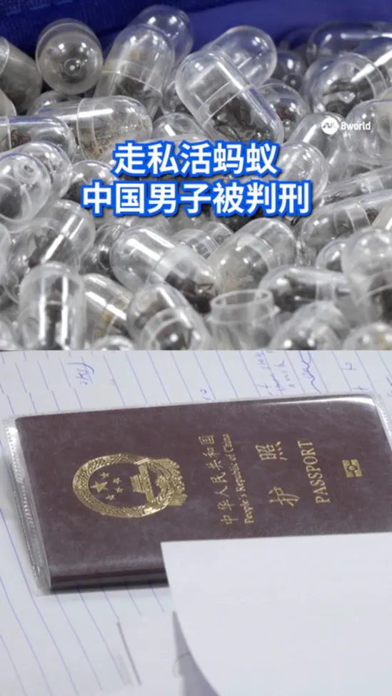 20260417 kenya ants smuggling