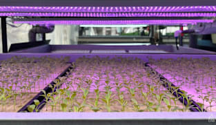 Commentary: How Singapore should tackle food resilience after dropping '30 by 30' goal