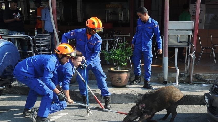 Penduduk kampung Melaka bimbang 'diserang' babi hutan 