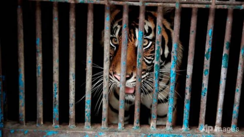 2 harimau Sumatera beransur pulih daripada jangkitan COVID-19