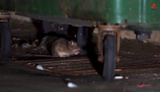 CNA Correspondent - Man Vs Rats