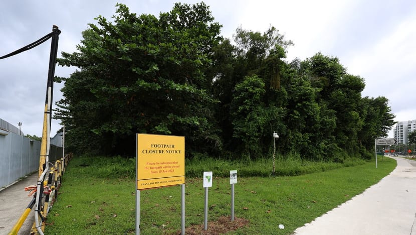 Nature lovers worry BTO project near Pasir Ris Park will drive away wildlife including rarely seen owls