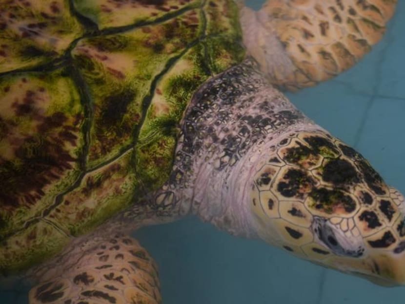 Where to lay my eggs? Endangered hawksbill turtles face shrinking nesting grounds in Melaka