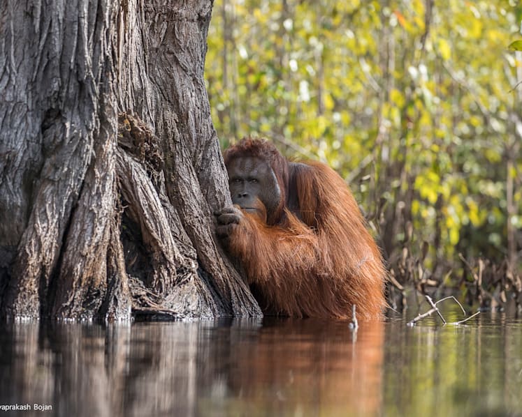 Singapore-based photographer bags two National Geographic awards