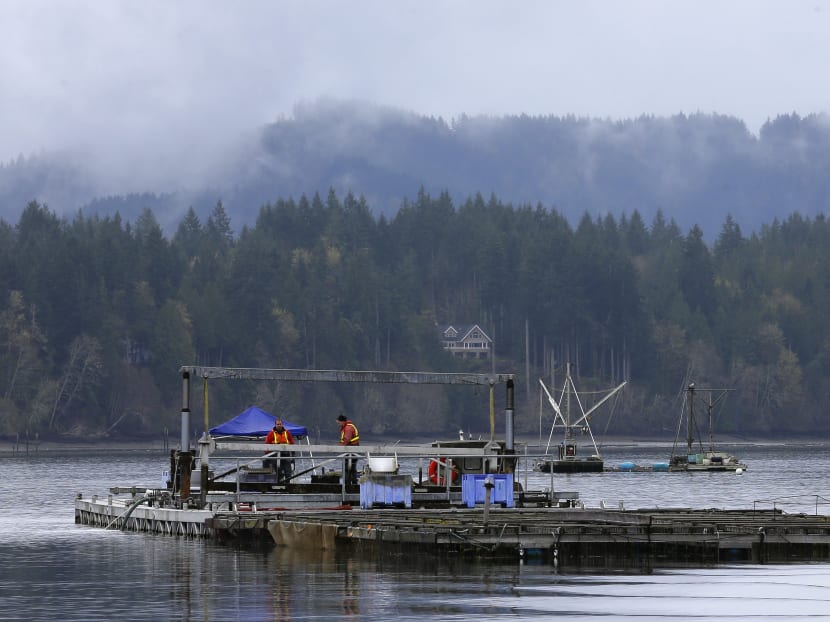 Geoduck farming takes off as demand for clams grows in Asia