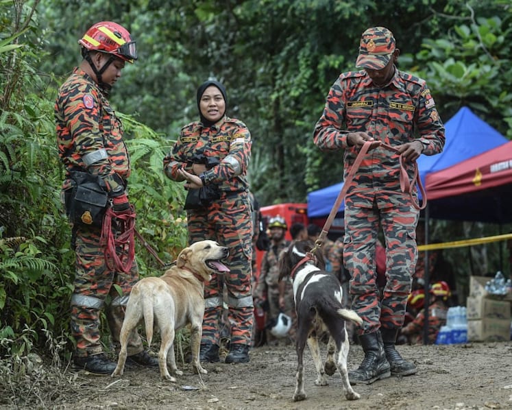 Malaysia landslide: Sniffer dog keels over from fatigue; K-9 unit to be rotated for freshness 