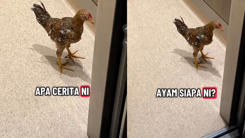 Gambar Pilihan Hari Ini