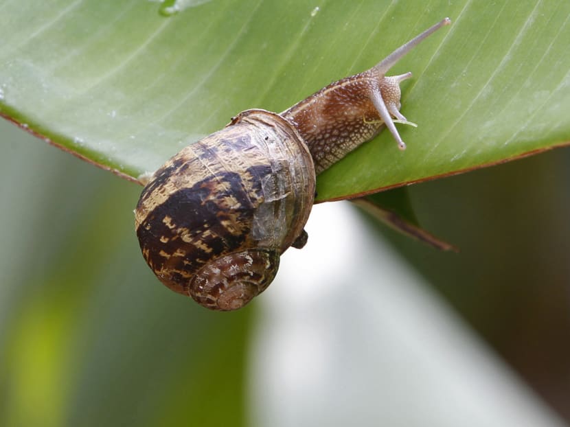 Snail extract, commonly found in Korean beauty products, is making waves in the US beauty industry. Photo: Reuters