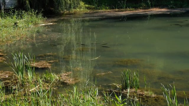 少年池塘游泳感染食脑虫丧命  印度两月内发生三起