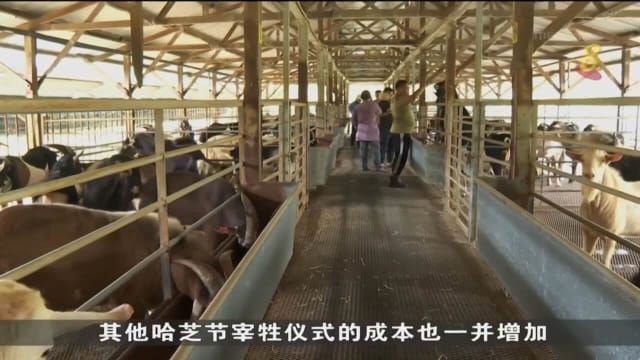 活羊价格上升 哈芝节宰牲仪式成本增加 