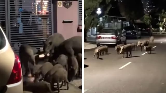 农历新年迎“不速之客”　野猪闯马国住宅区“讨红包”